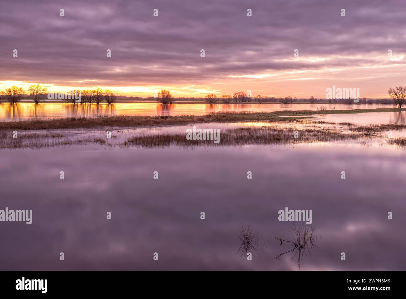 Überflutete Elbwiesen bei Sonnenaufgang in Radegast/Bleckede in der Elbtalaue Stockfoto