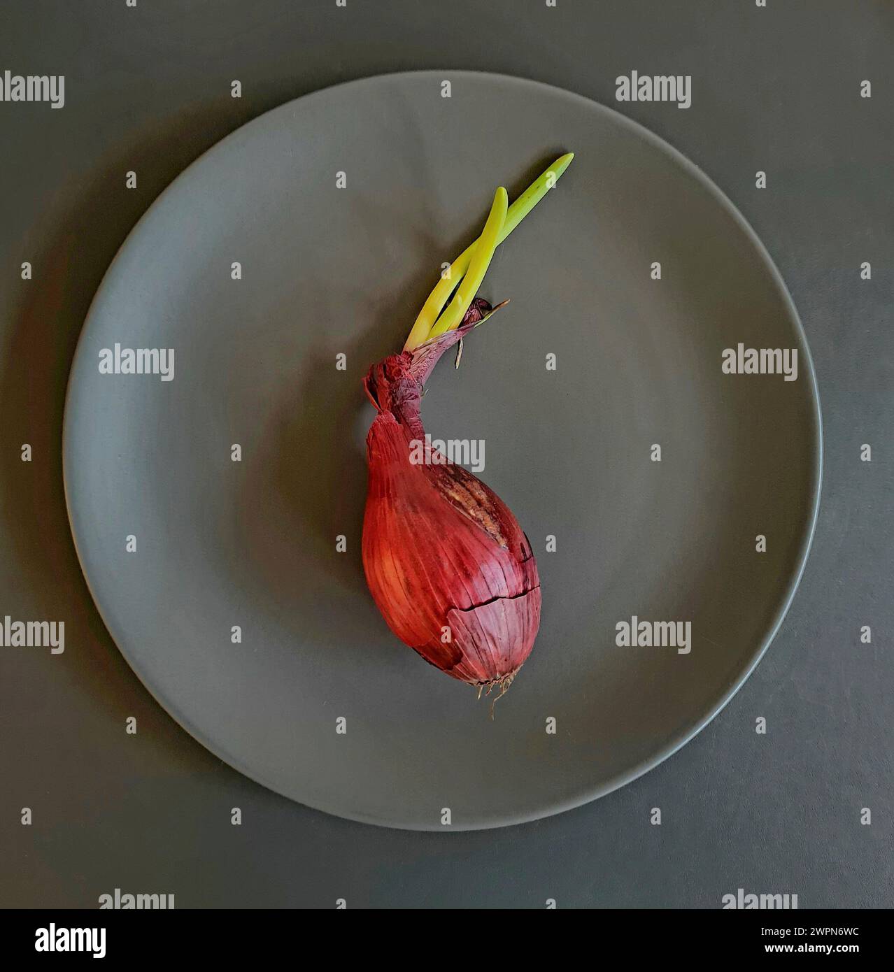 Eine ganze rote Zwiebel mit zwei grünen Sprossen auf einem grauen Teller Stockfoto