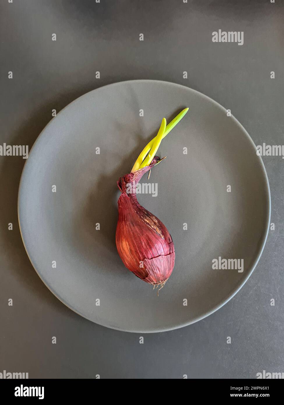 Eine ganze rote Zwiebel mit zwei grünen Sprossen auf einem grauen Teller Stockfoto
