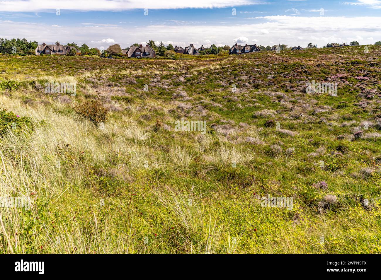 Blühende Heidelandschaft bei Kampen, Sylt, Landkreis Nordfriesland, Schleswig-Holstein, Deutschland, Europa Stockfoto