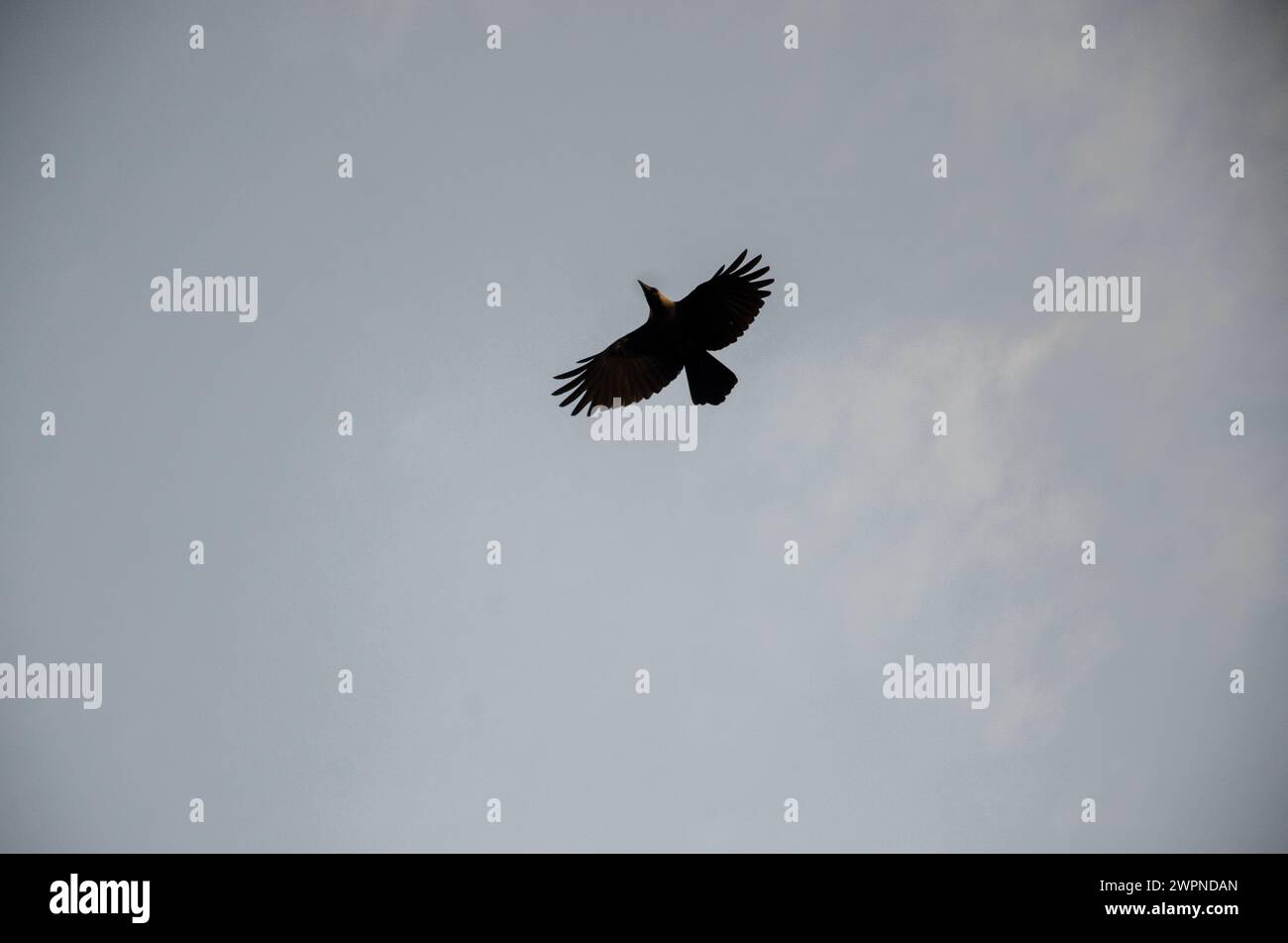 Eine Krähe mit offenen Flügeln am Himmel, dieses Bild habe ich in Indien angeklickt Stockfoto