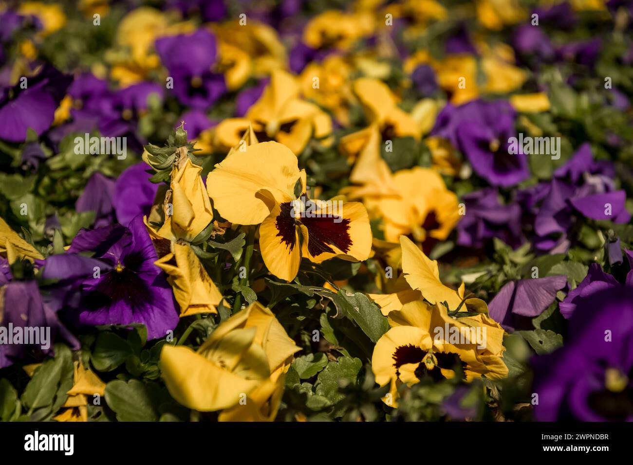 Blumenbeet befindet sich in verona, im Detail finden wir das Stiefmütterchen, in der Sprache der Blumen zeigt es Liebe Stockfoto