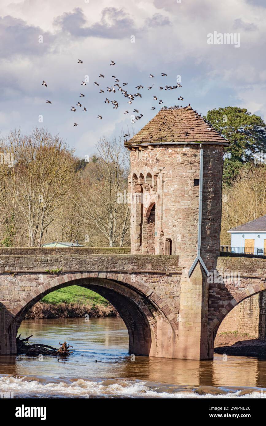 Die historische Monnow-Brücke über den Fluss Monnow in der walisischen Stadt Monmouth. Die letzte befestigte Brücke in Großbritannien Stockfoto