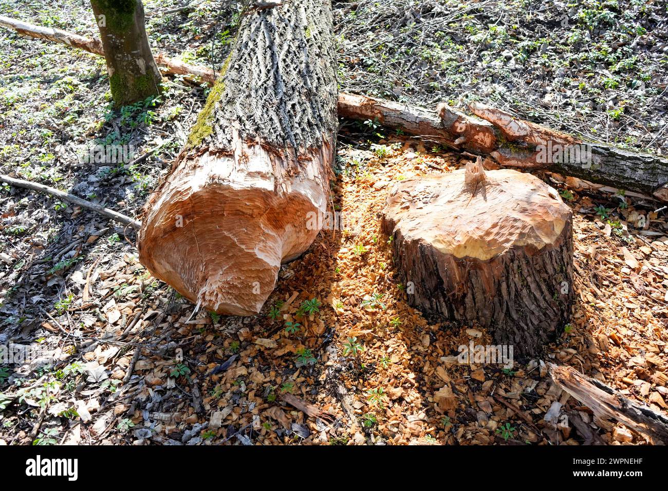 AUT - OESTERREICH, 08.03.2024: THEMENBILD FEATURE TIERWELT - BIBERSCHADEN AN EINEM STATTLICHEN BAUM *** CAR AUSTRIA, 2024 03 08 THEMENBILD ZEIGT BIBERSCHADEN AN EINEM IMPOSANTEN BAUM Stockfoto