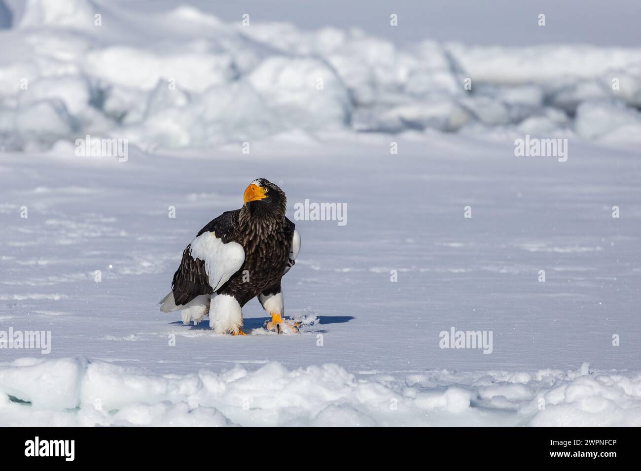 Steller's Seeadler (Haliaeetus pelagicus), Meereis, Hokkaido (Japan) Stockfoto