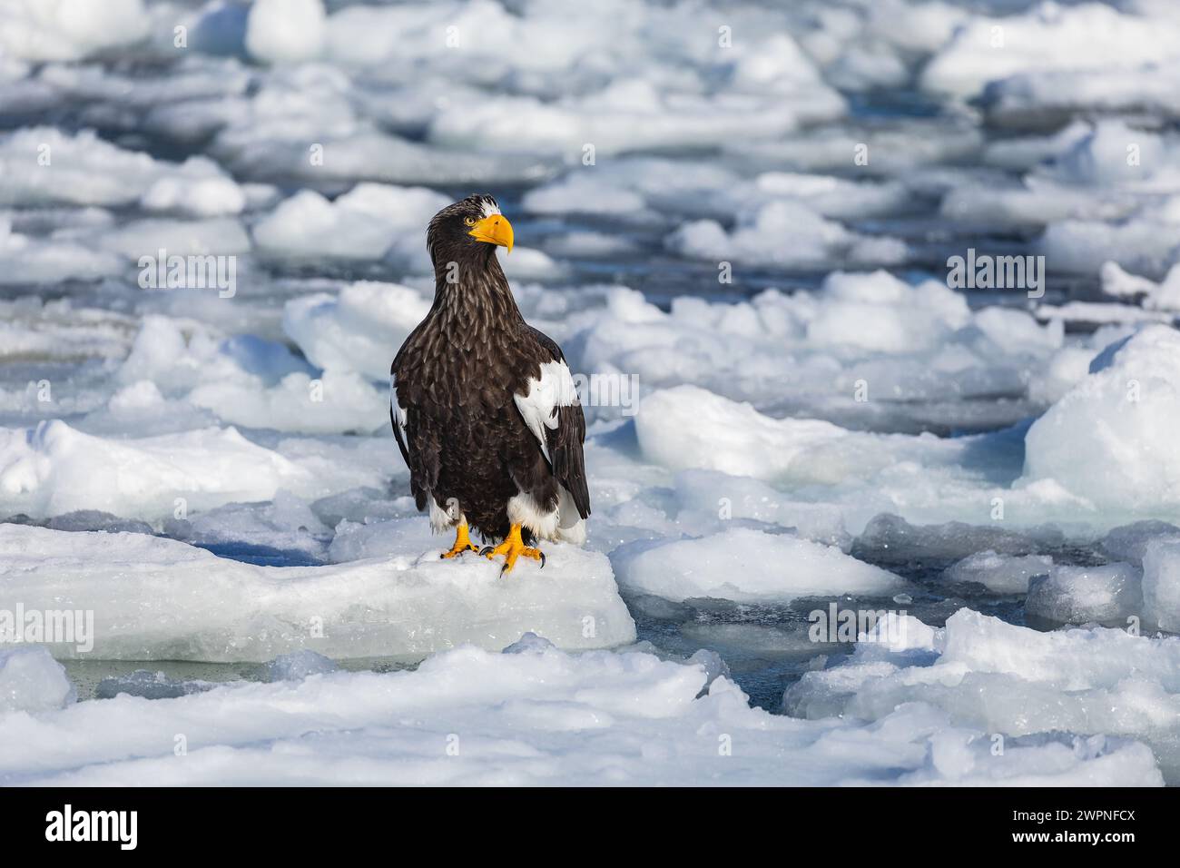 Steller's Seeadler (Haliaeetus pelagicus), Meereis, Hokkaido (Japan) Stockfoto