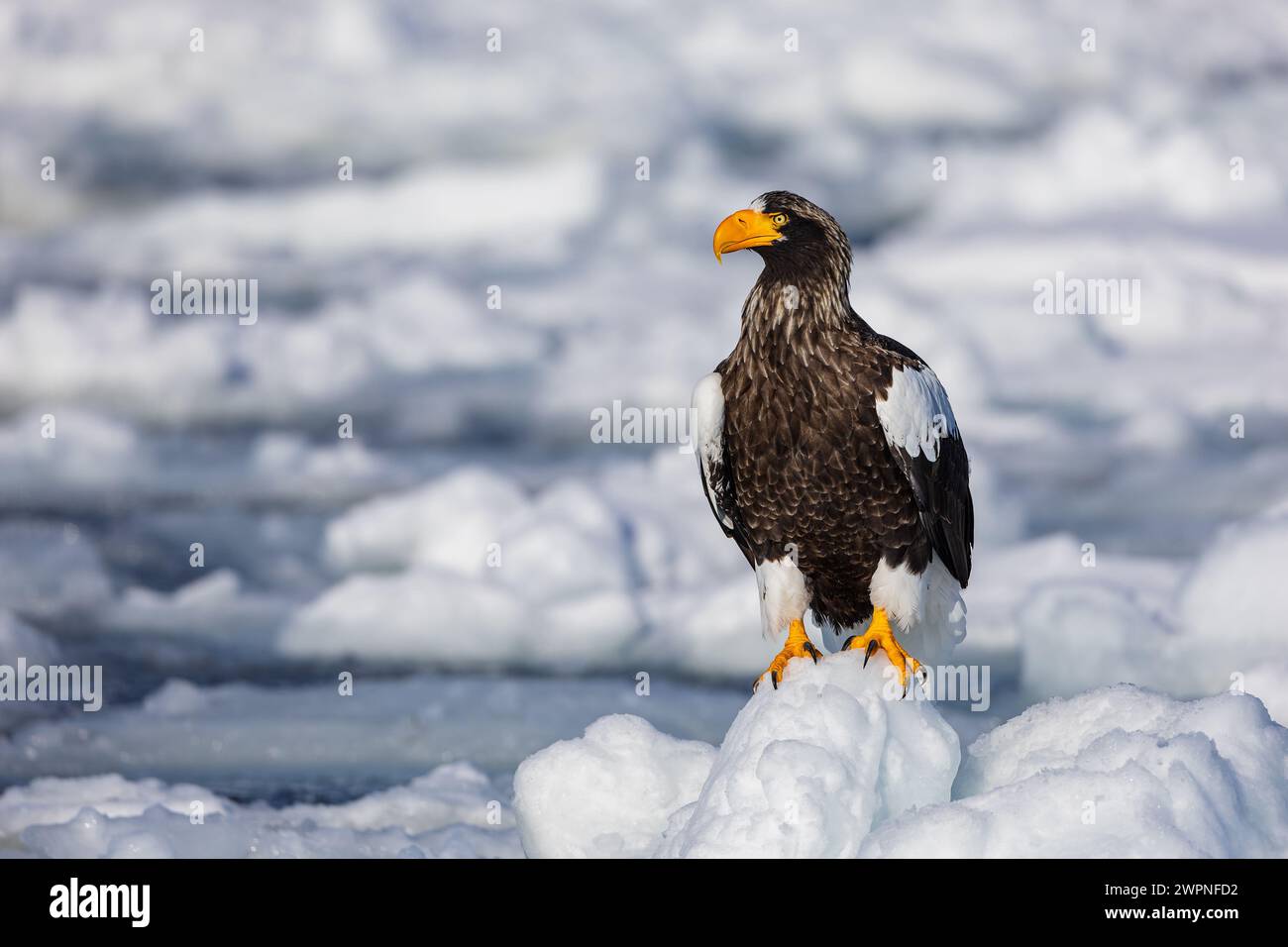 Steller's Seeadler (Haliaeetus pelagicus), Meereis, Hokkaido (Japan) Stockfoto
