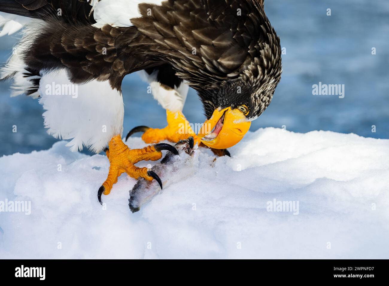 Steller's Seeadler (Haliaeetus pelagicus), Meereis, Hokkaido (Japan) Stockfoto