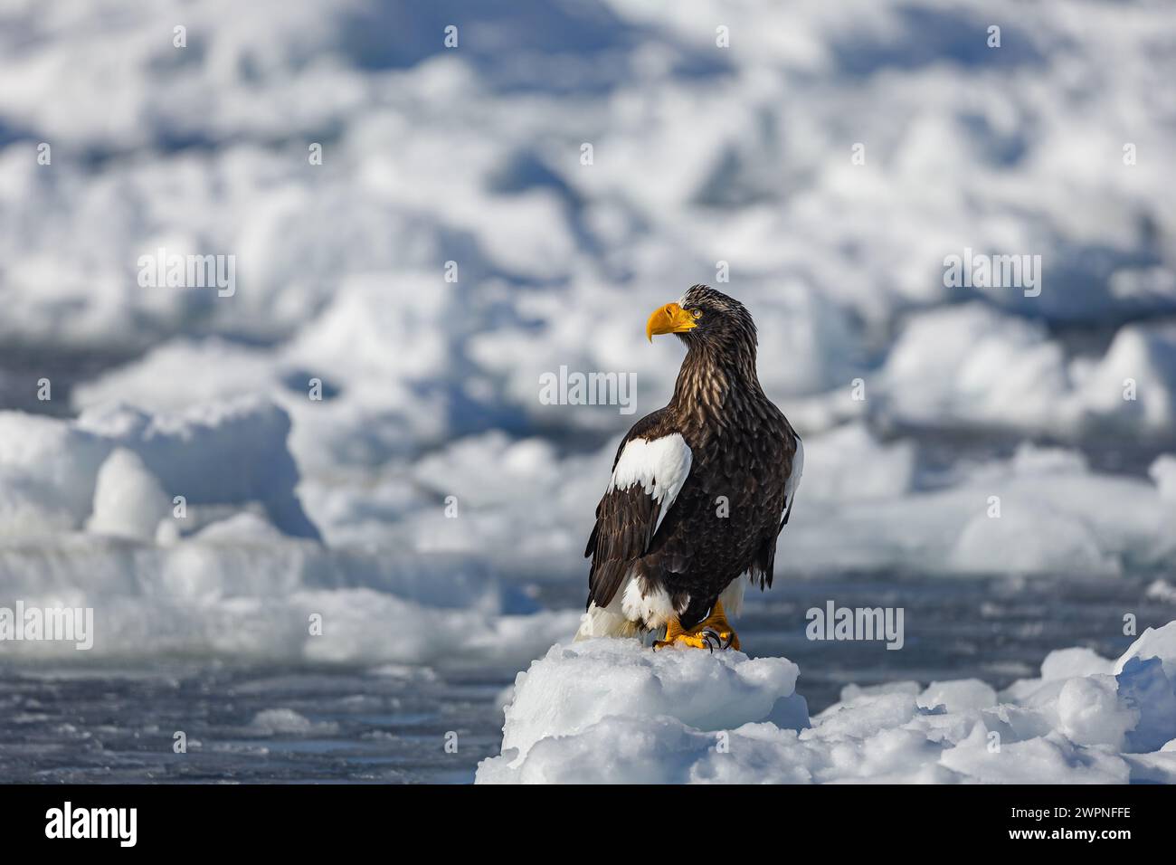 Steller's Seeadler (Haliaeetus pelagicus), Meereis, Hokkaido (Japan) Stockfoto