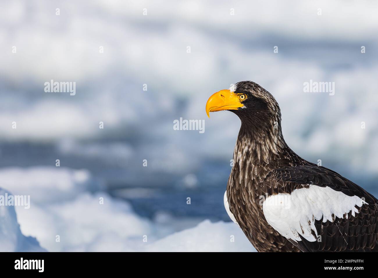Steller's Seeadler (Haliaeetus pelagicus), Meereis, Hokkaido (Japan) Stockfoto