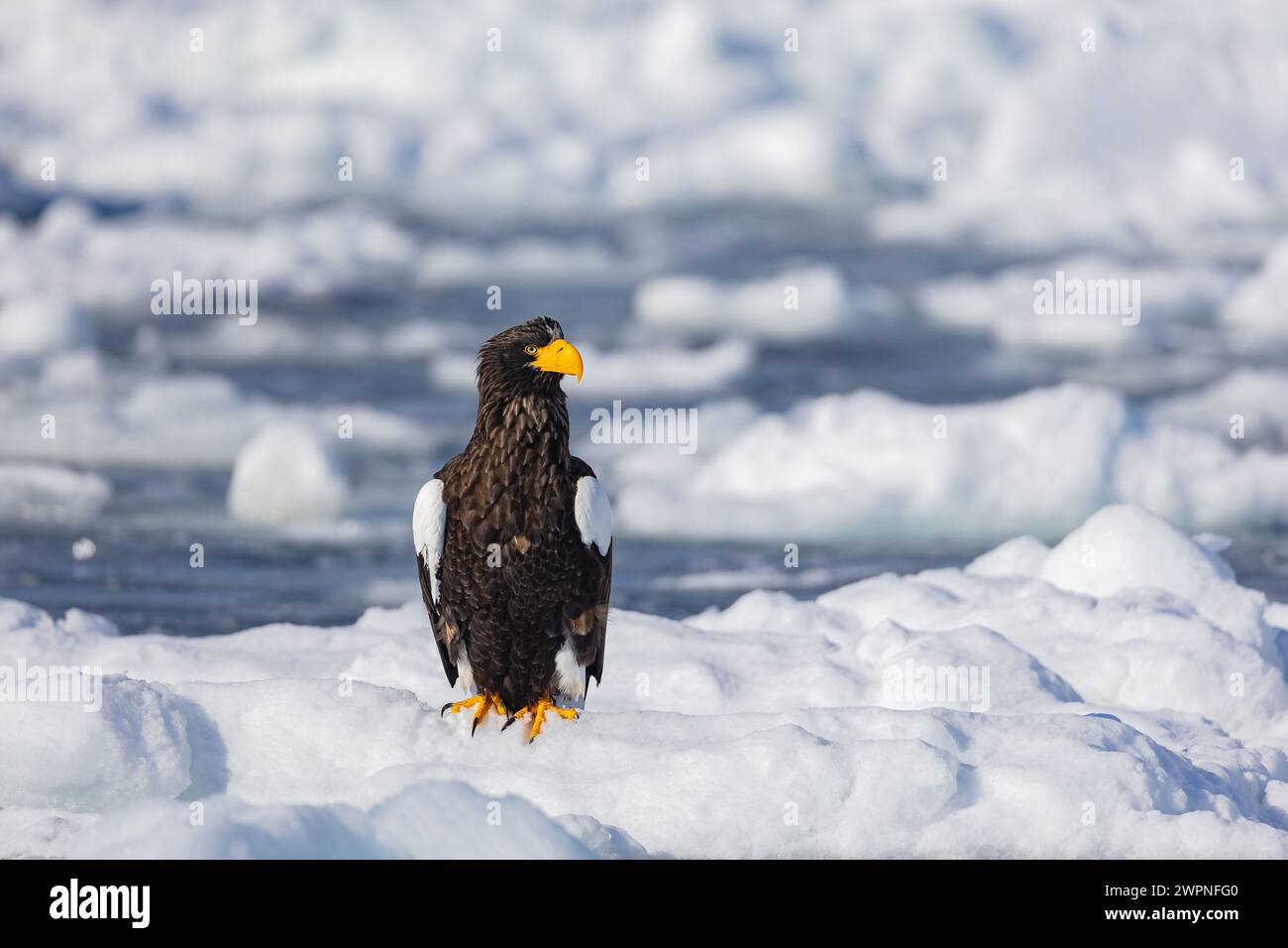 Steller's Seeadler (Haliaeetus pelagicus), Meereis, Hokkaido (Japan) Stockfoto