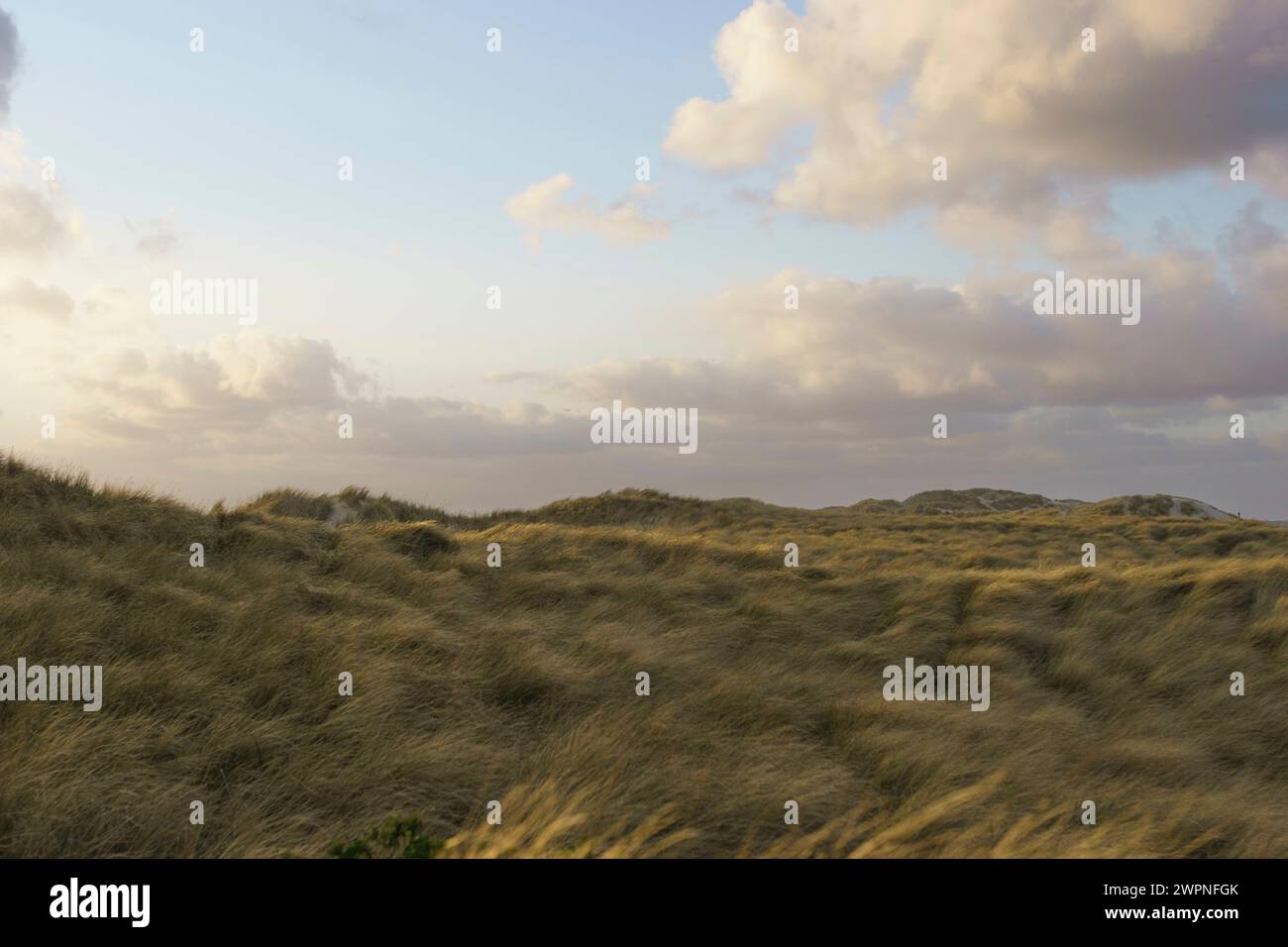 Dünenlandschaft im Sonnenschein, Fokus im Vordergrund Stockfoto
