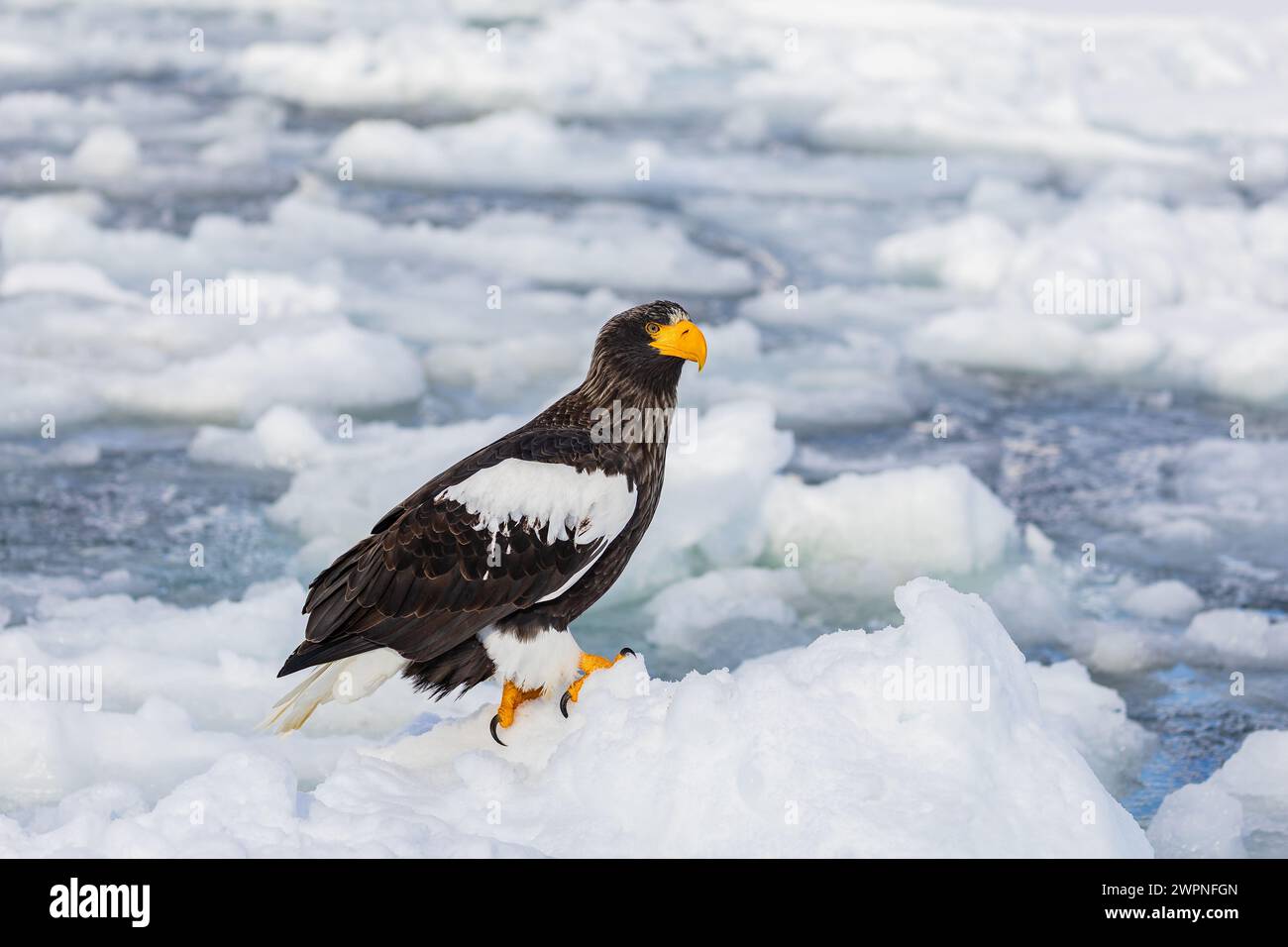 Steller's Seeadler (Haliaeetus pelagicus), Meereis, Hokkaido (Japan) Stockfoto
