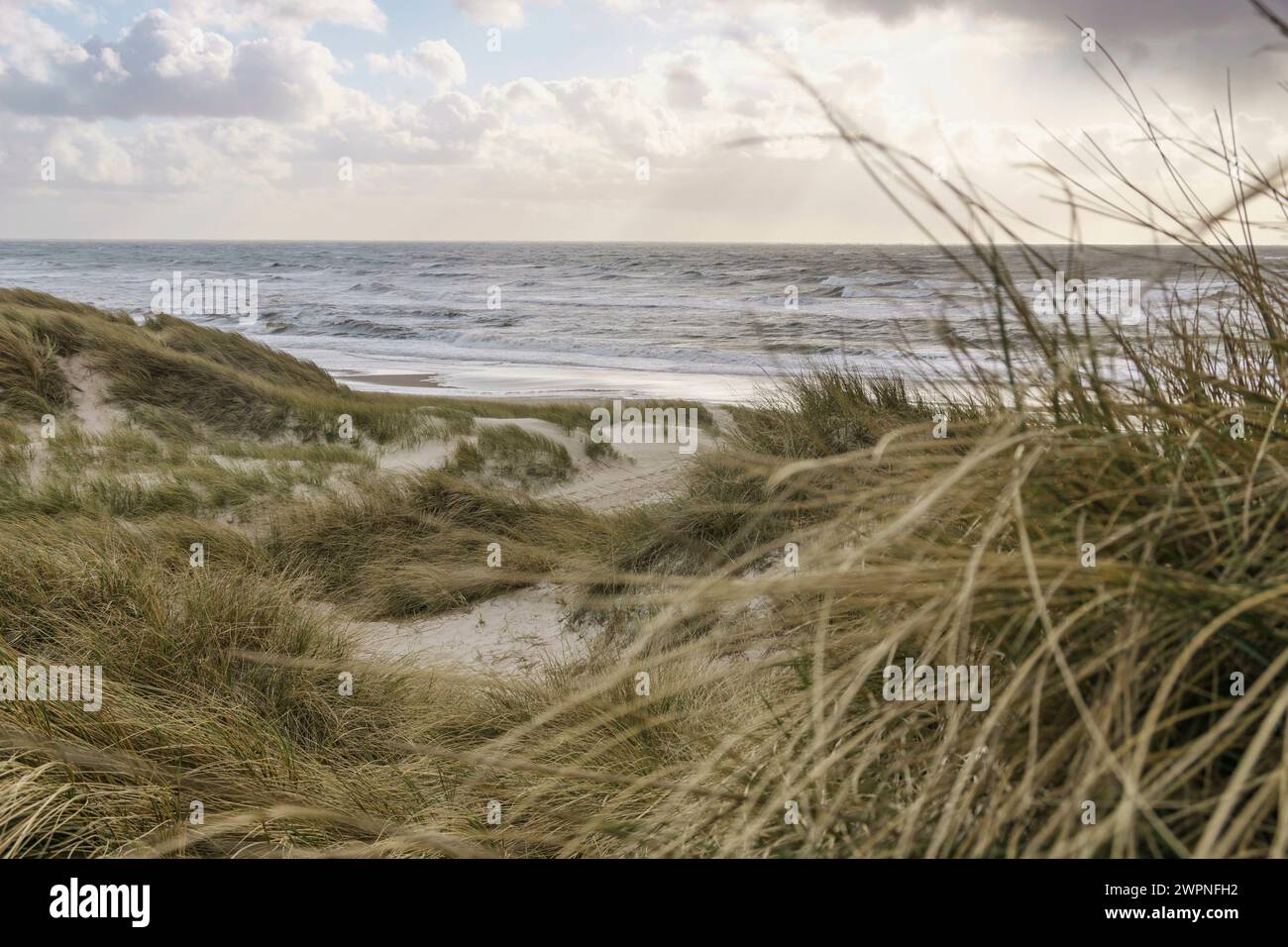 Dünenlandschaft am Meer mit Fokus im Hintergrund Stockfoto