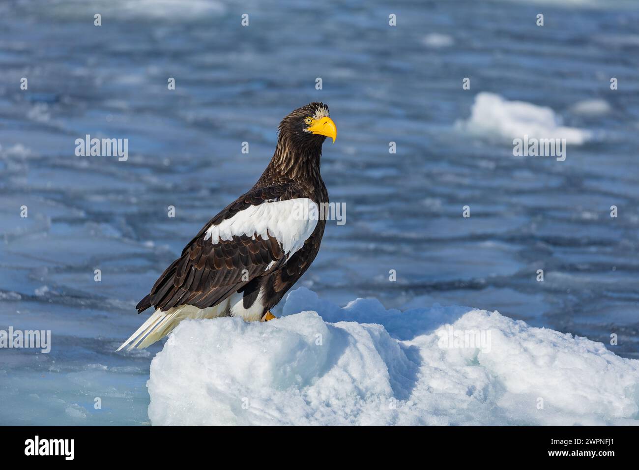 Steller's Seeadler (Haliaeetus pelagicus), Meereis, Hokkaido (Japan) Stockfoto