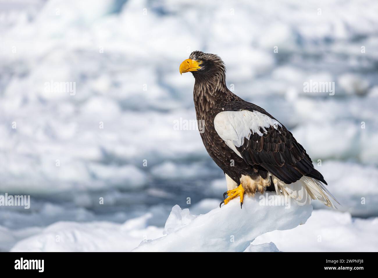 Steller's Seeadler (Haliaeetus pelagicus), Meereis, Hokkaido (Japan) Stockfoto