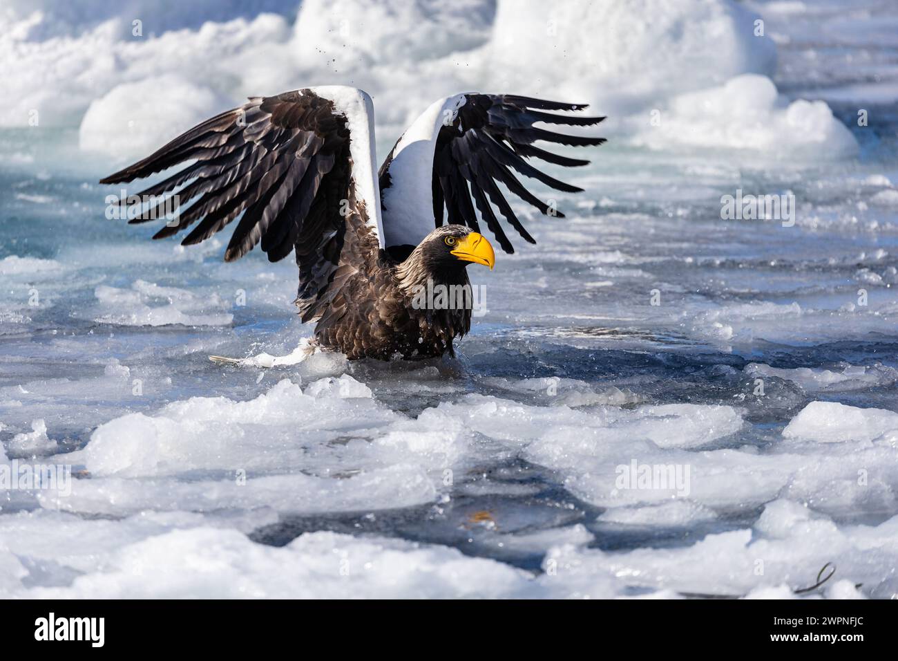 Steller's Seeadler (Haliaeetus pelagicus), Meereis, Hokkaido (Japan) Stockfoto