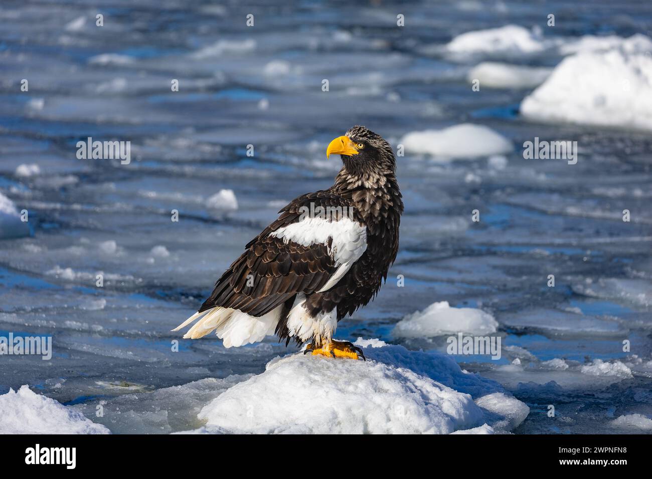 Steller's Seeadler (Haliaeetus pelagicus), Meereis, Hokkaido (Japan) Stockfoto
