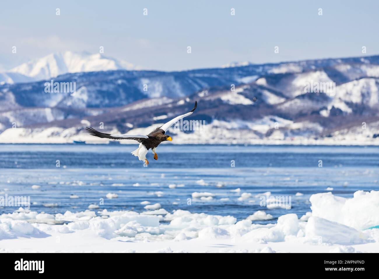 Steller's Seeadler (Haliaeetus pelagicus), Meereis, Hokkaido (Japan) Stockfoto