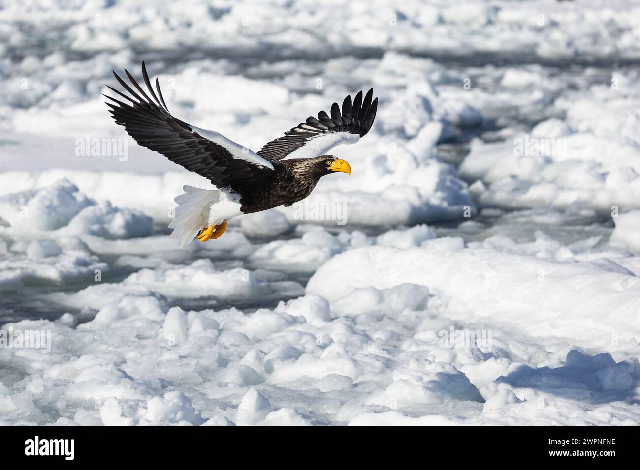 Steller's Seeadler (Haliaeetus pelagicus), Meereis, Hokkaido (Japan) Stockfoto