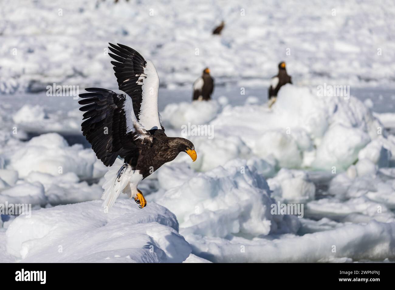 Steller's Seeadler (Haliaeetus pelagicus), Meereis, Hokkaido (Japan) Stockfoto