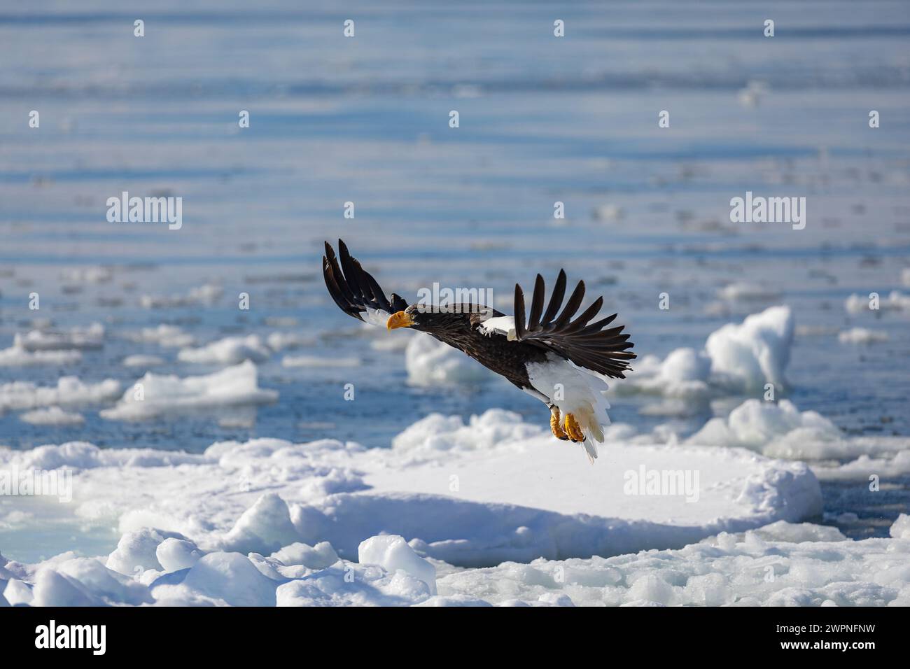Steller's Seeadler (Haliaeetus pelagicus), Meereis, Hokkaido (Japan) Stockfoto