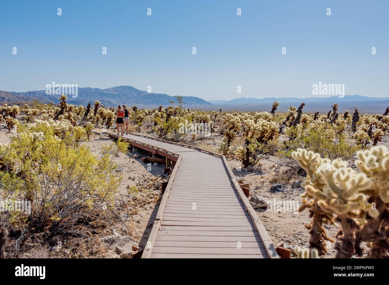 Zwei Frauen erkunden den Teddybär cholla Cactus Garden im Joshua Tree National Park und gehen auf einem rollstuhlgerechten Holzsteg. Stockfoto