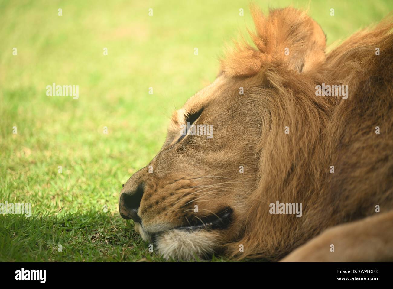 Schlafender Löwe auf einem Gras Stockfoto