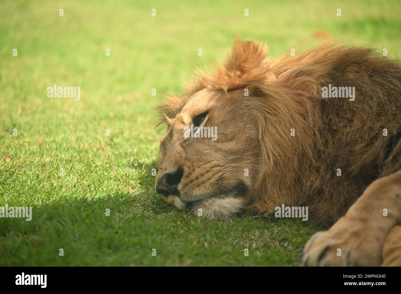 Schlafender Löwe auf einem Gras Stockfoto