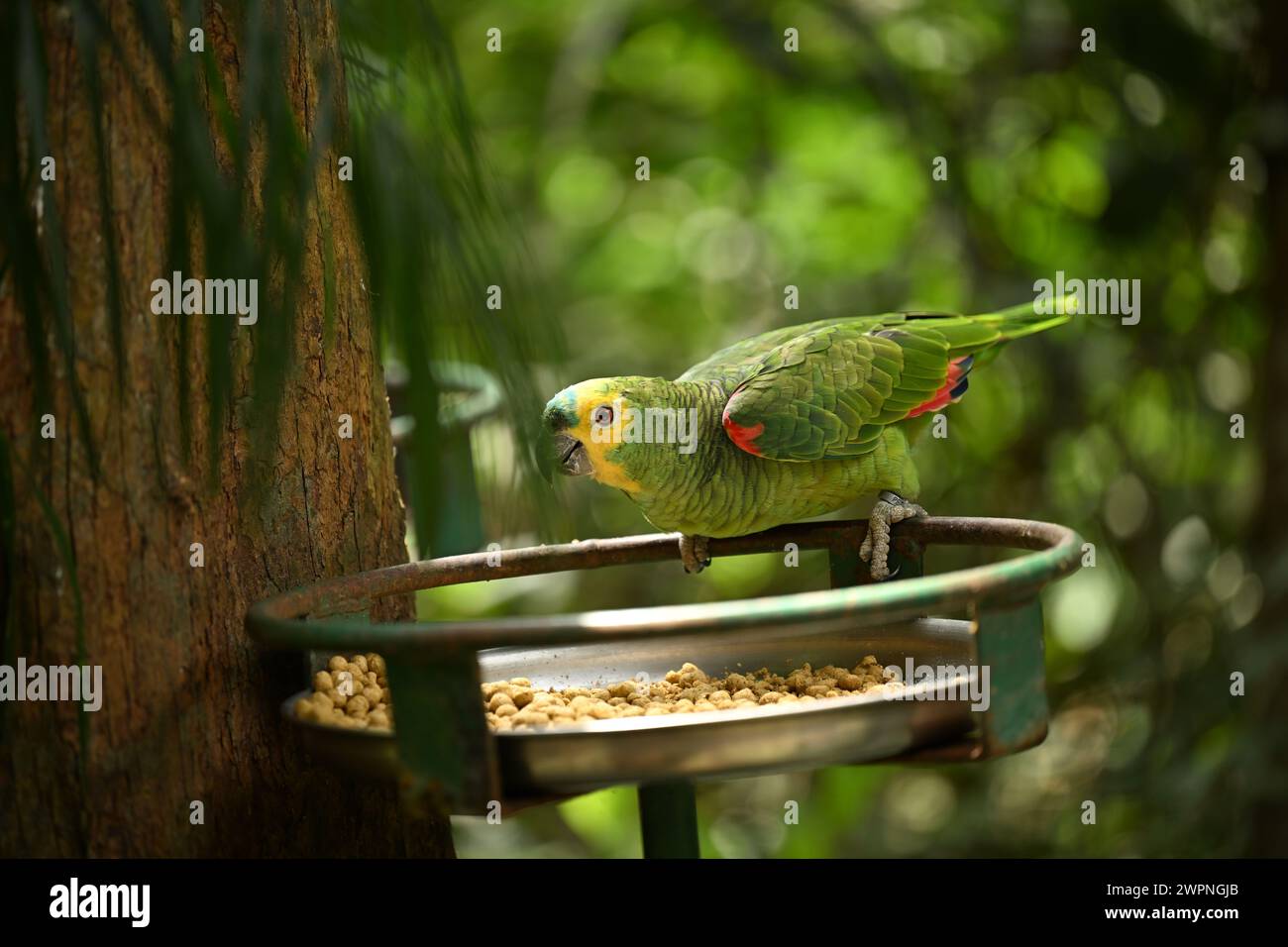 Grüner brasilianischer Papagei auf einem Baum Stockfoto