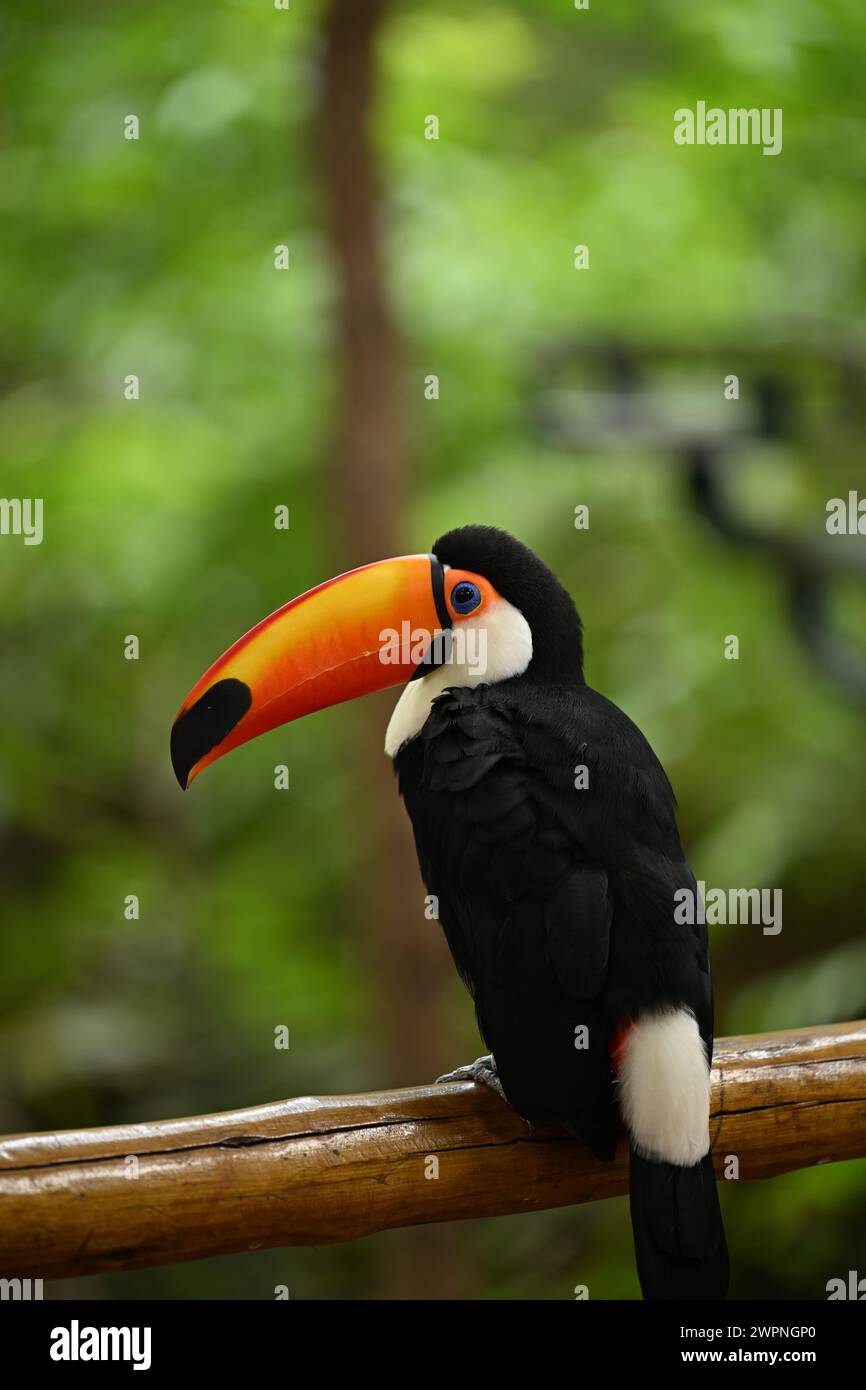 Schwarz-weißer Tukan mit orangefarbenem Schnabel Stockfoto