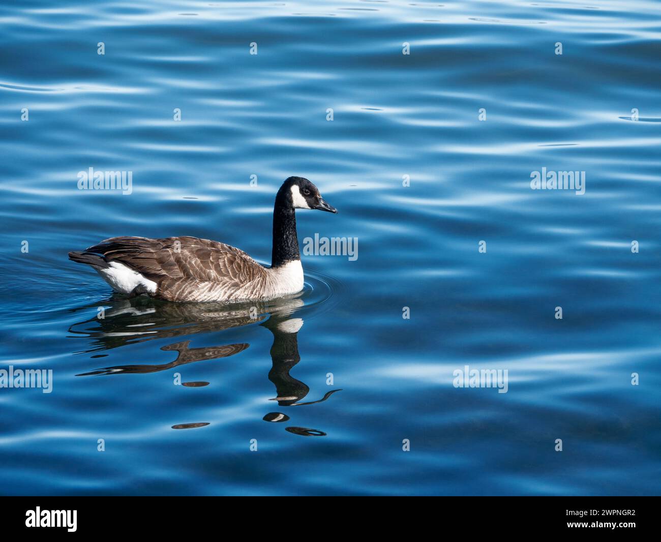 Kanadas-Gans (Branta canadensis), mit langem schwarzem Hals, schwimmt auf dem See Bolsena, in der Nähe des Sees von Marta (Latium, Italien) Stockfoto