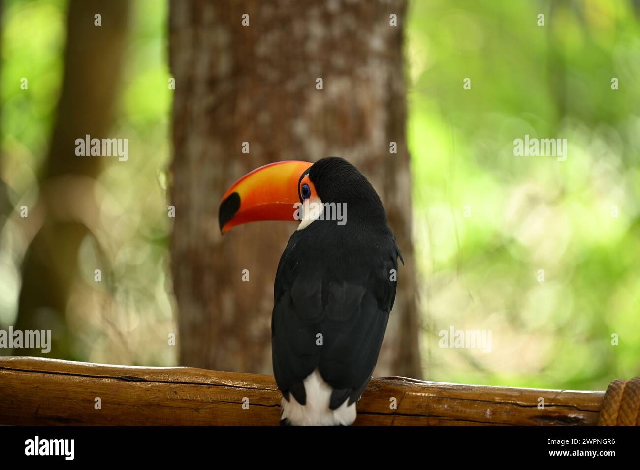 Schwarz-weißer Tukan mit orangefarbenem Schnabel Stockfoto