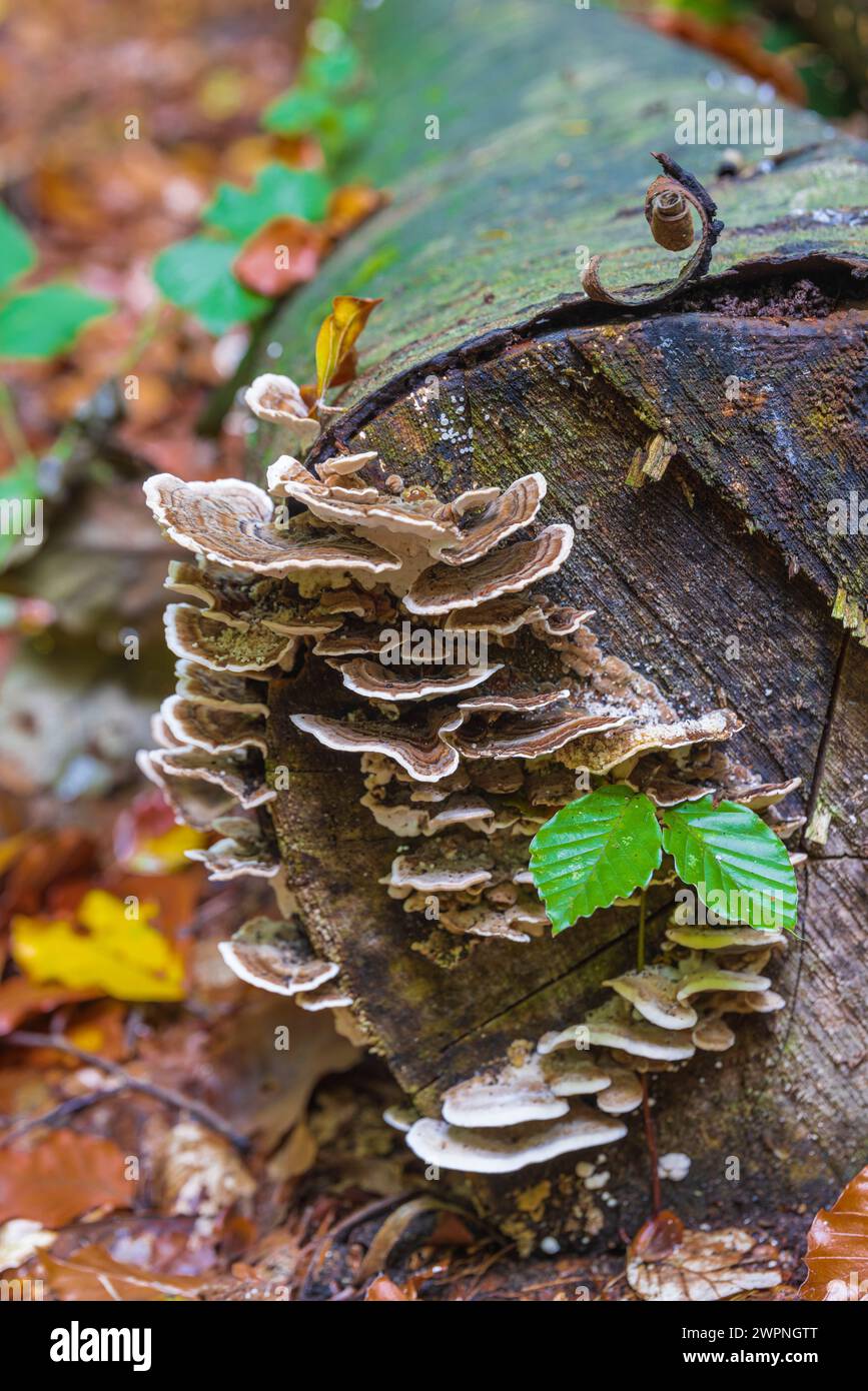 Pilze auf einem toten Baumstamm Stockfoto