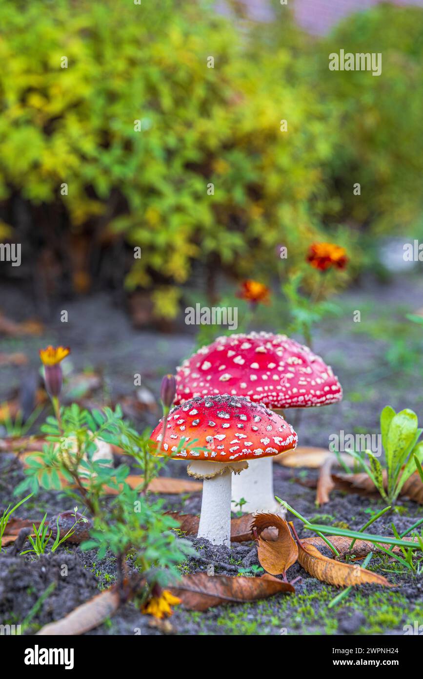 Fliegenpilz (Amanita muscaria), auch bekannt als Rotfliegenpilz, Stockfoto