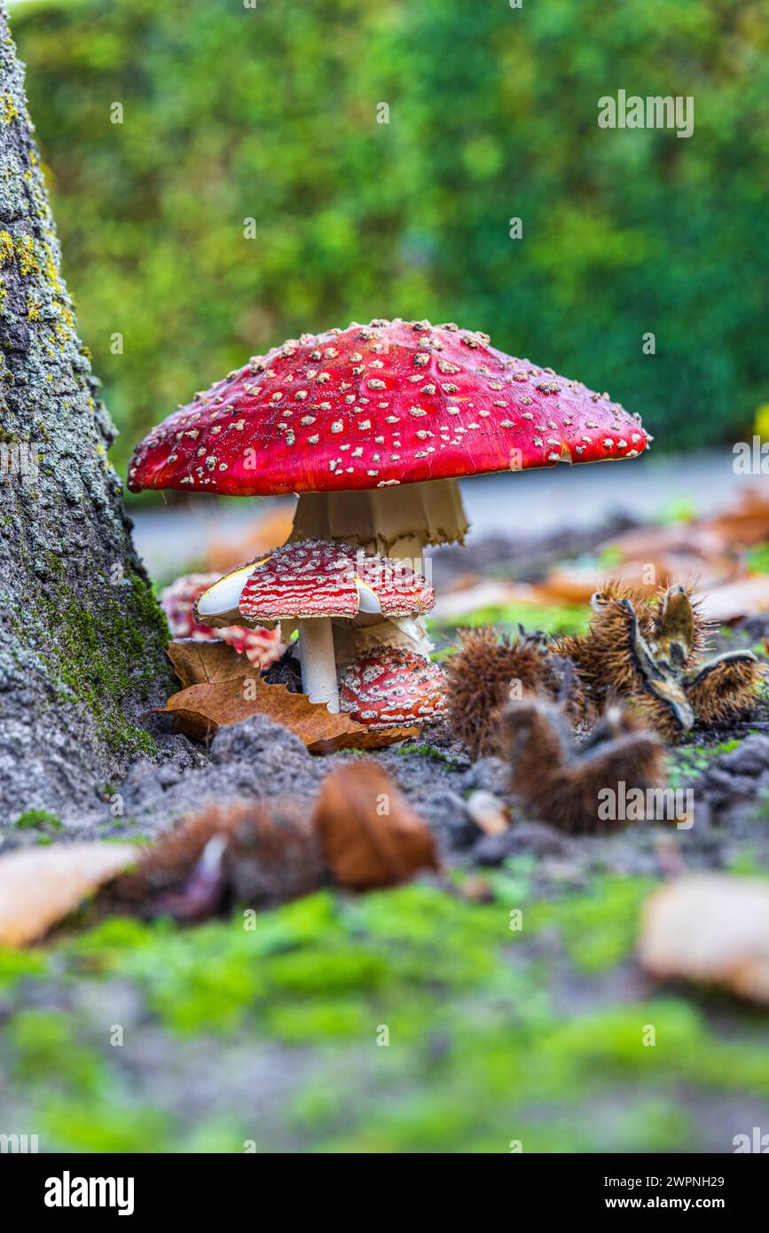 Fliegenpilz (Amanita muscaria), auch bekannt als Rotfliegenpilz, Stockfoto