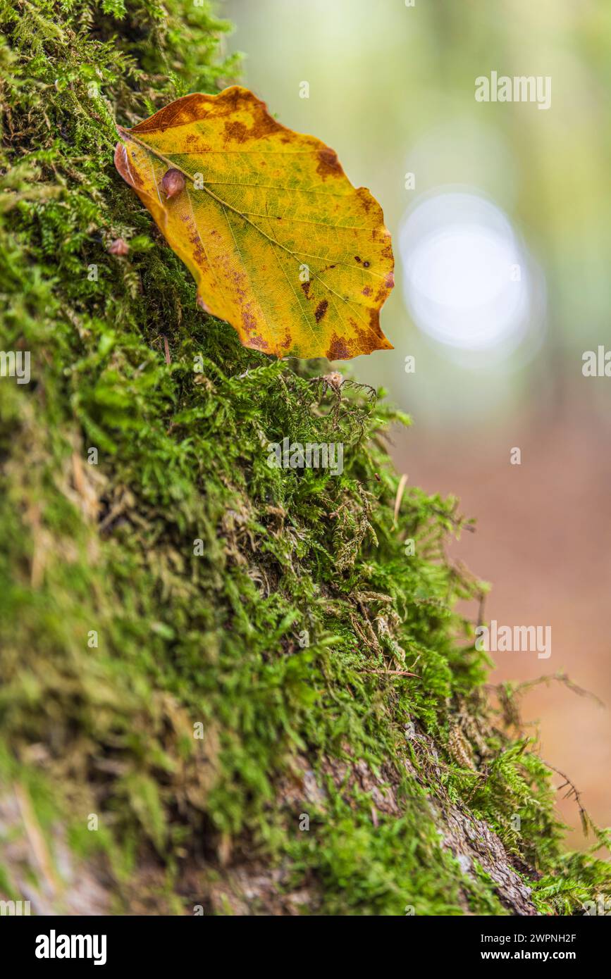 Gefallenes Blatt, Natur im Detail, Waldstillleben Stockfoto