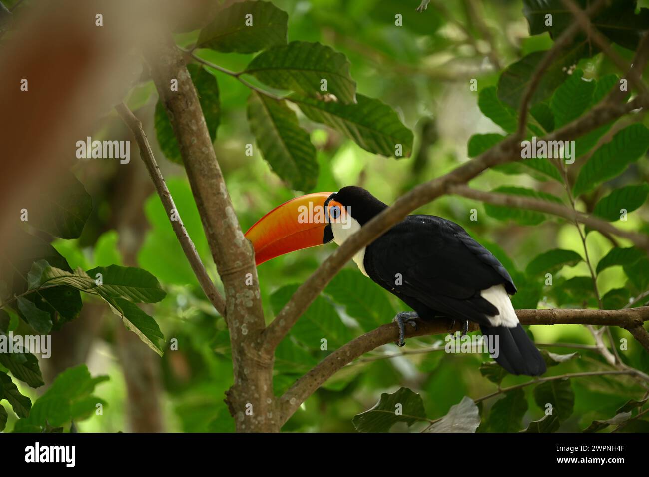 Schwarz-weißer Tukan mit orangefarbenem Schnabel Stockfoto