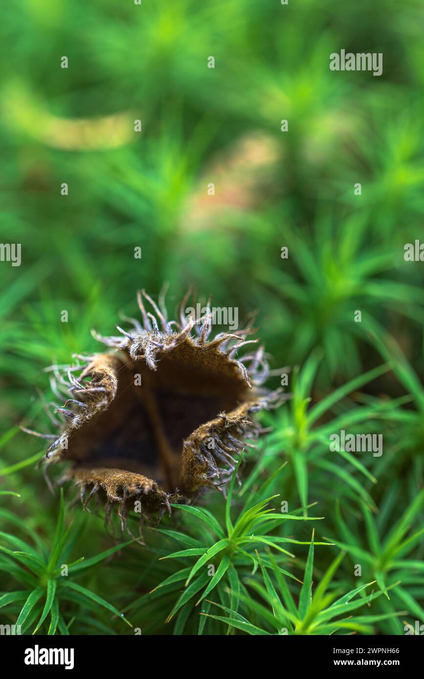 Deckung einer Buche auf Moos, Nahaufnahme, Stillleben im Wald Stockfoto