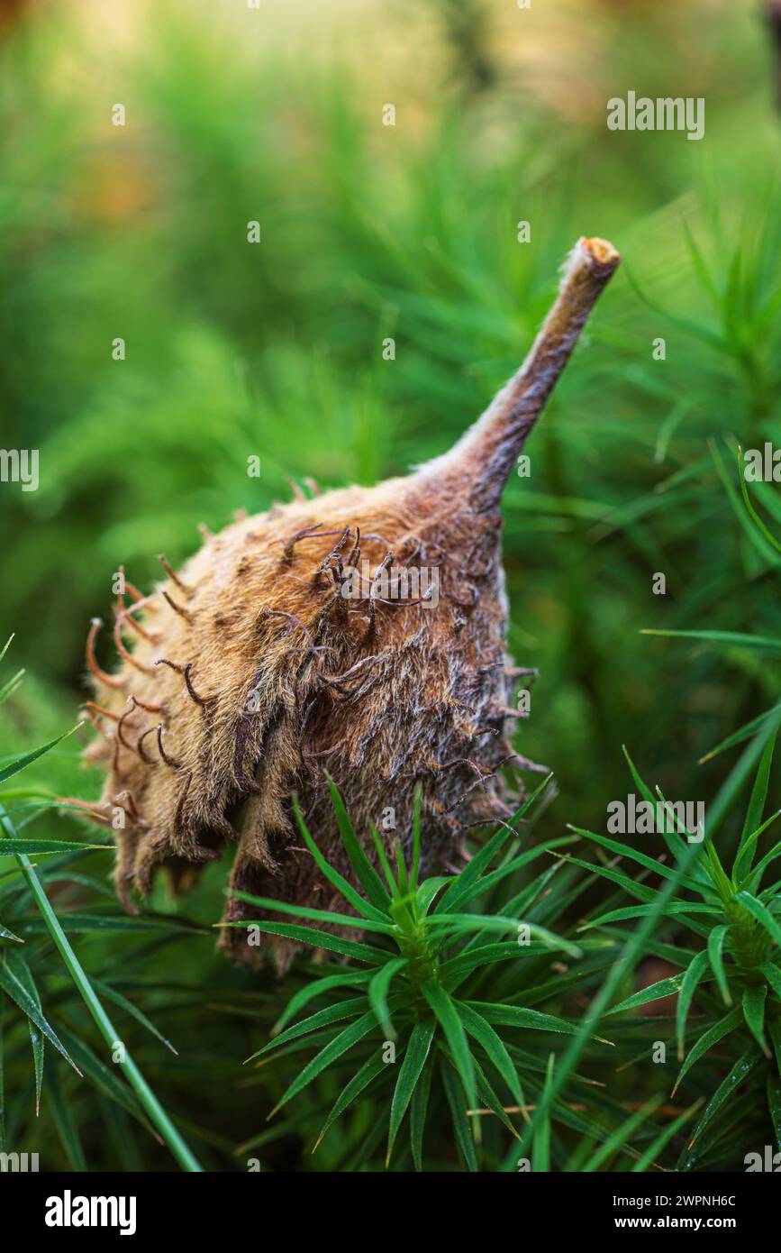 Deckung einer Buche auf Moos, Nahaufnahme, Stillleben im Wald Stockfoto