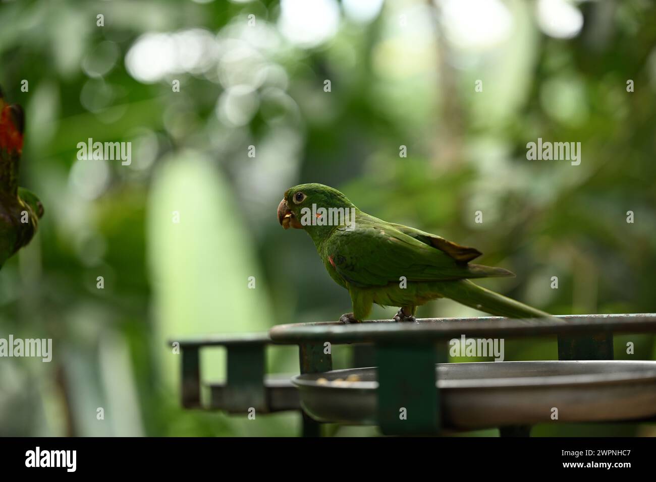Grüner brasilianischer Papagei auf einem Baum Stockfoto
