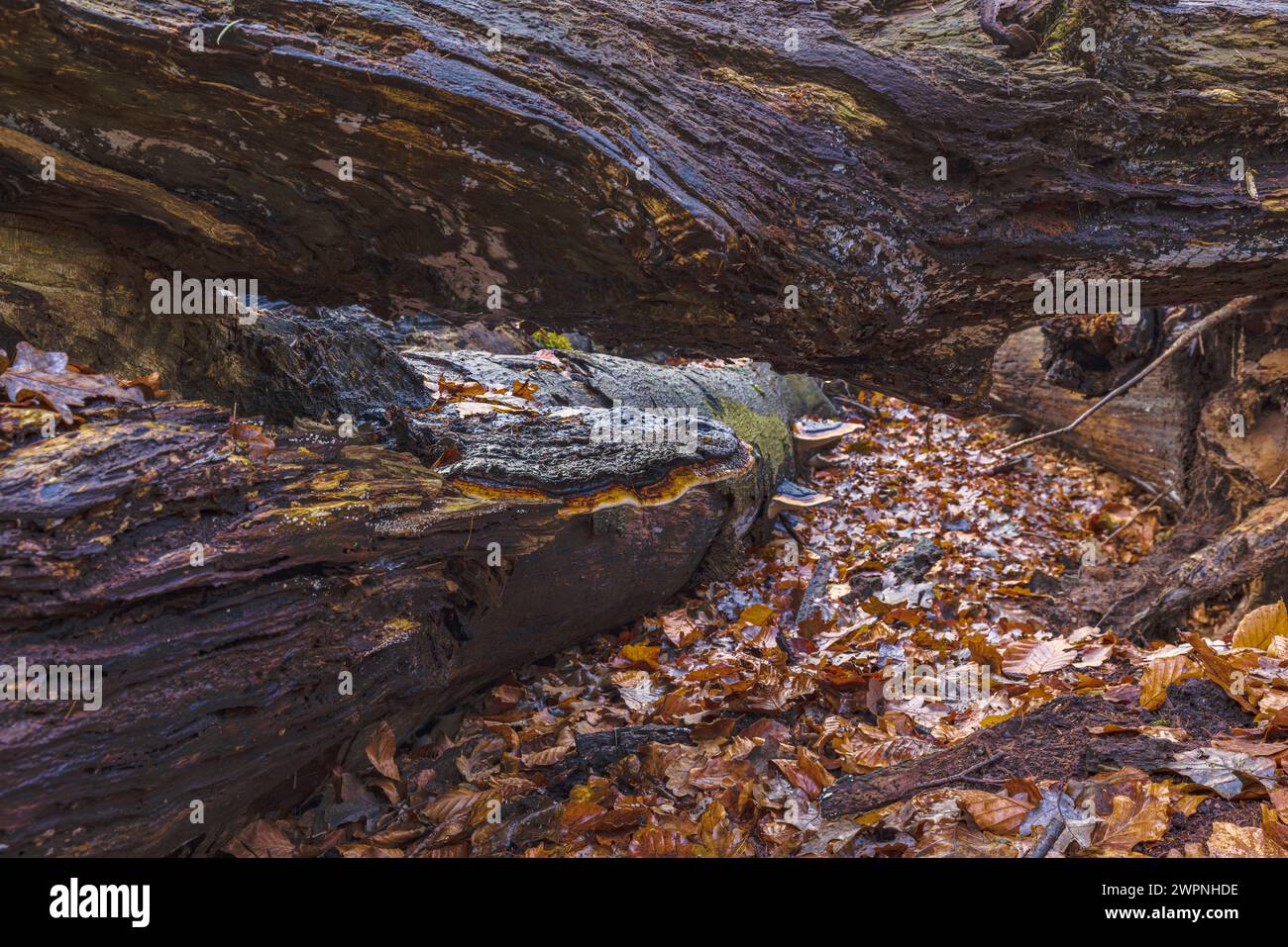 Rotkantige Trockenfäule, Fomitopsis pinicola auf totem Holz Stockfoto