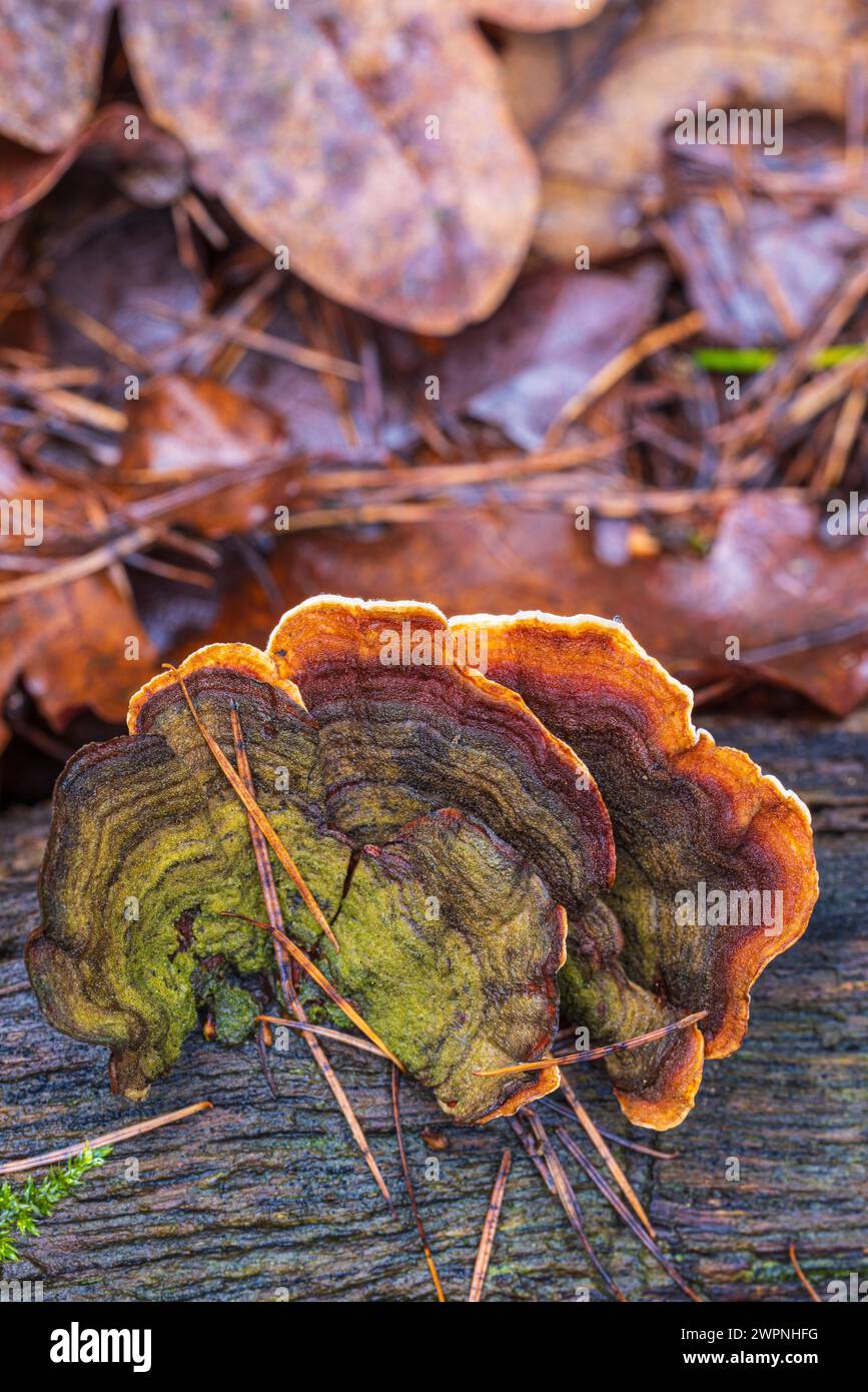 Schmetterling Trametes (Trametes versicolor) auf totem Holz Stockfoto