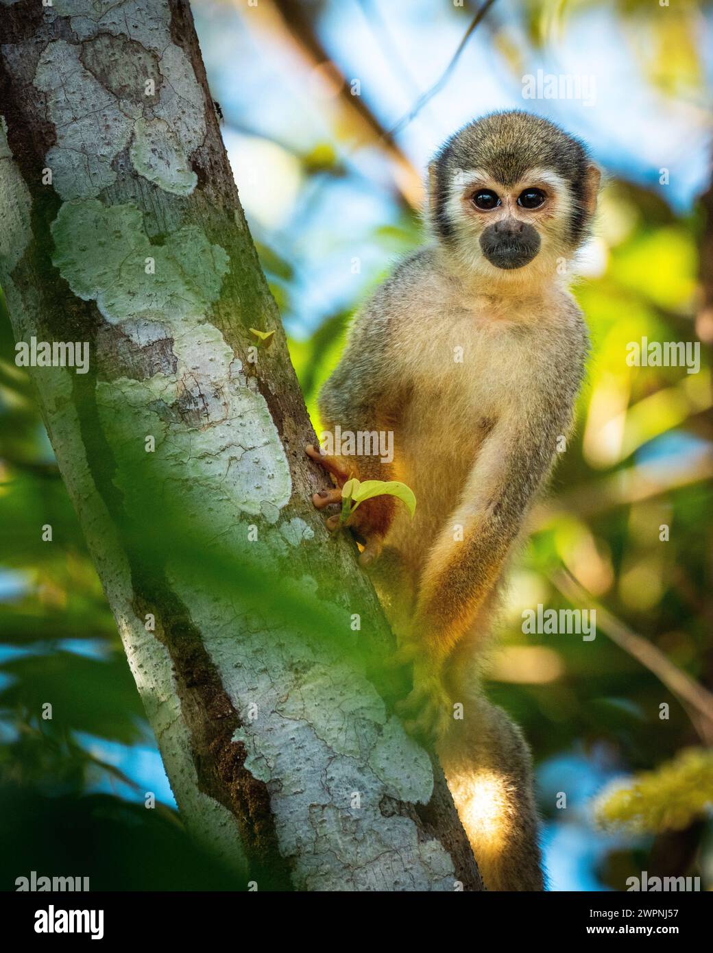 Monkey - brasilianischer Regenwald, Bootstour auf dem Amazonas mit einem Boutique-Schiff (MS Janganda) - Flussfahrt Stockfoto