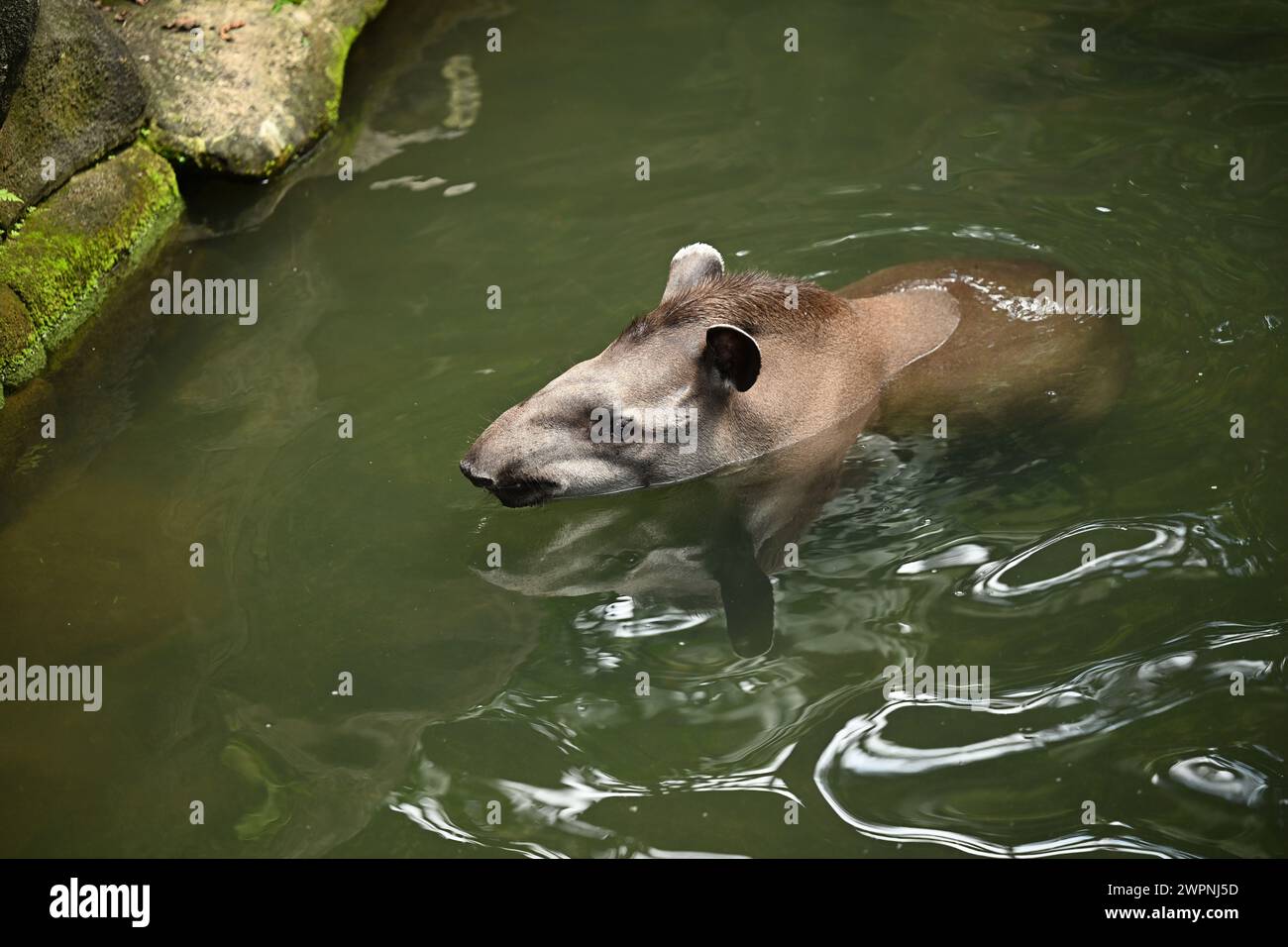 Tapir auf dem Wasser Stockfoto