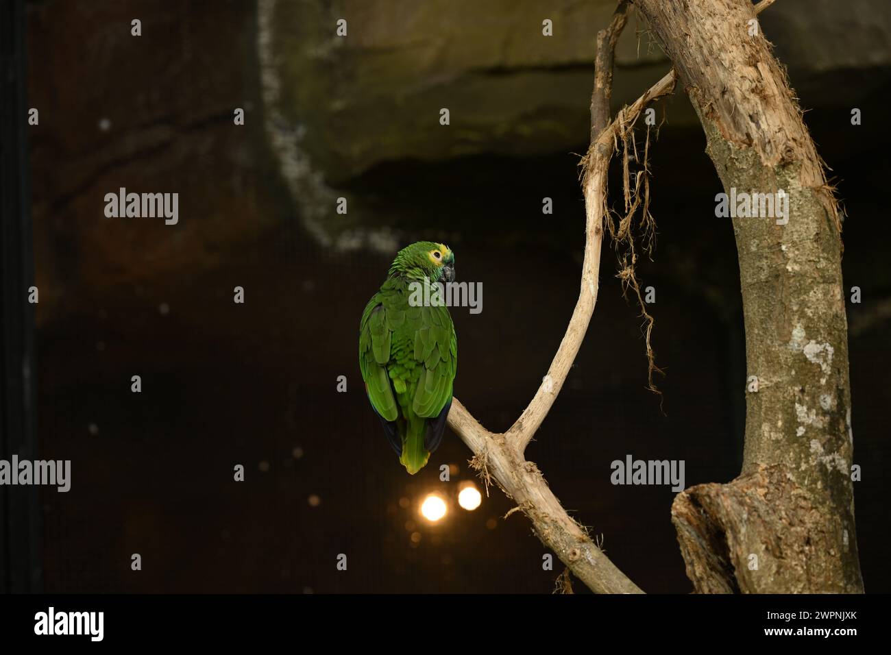 Grüner brasilianischer Papagei auf einem Baum Stockfoto