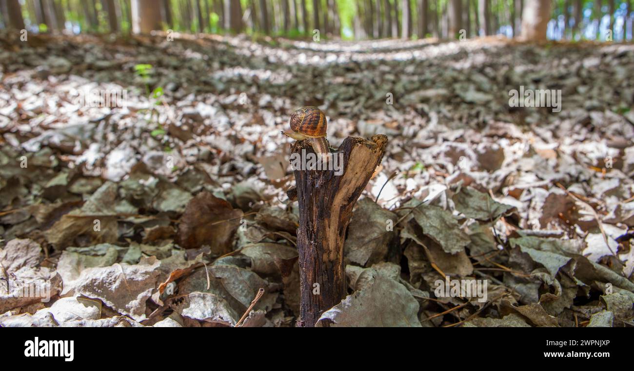 Gartenschnecke krabbelt über den Stamm auf der Pappelplantage. Bodenansicht Stockfoto