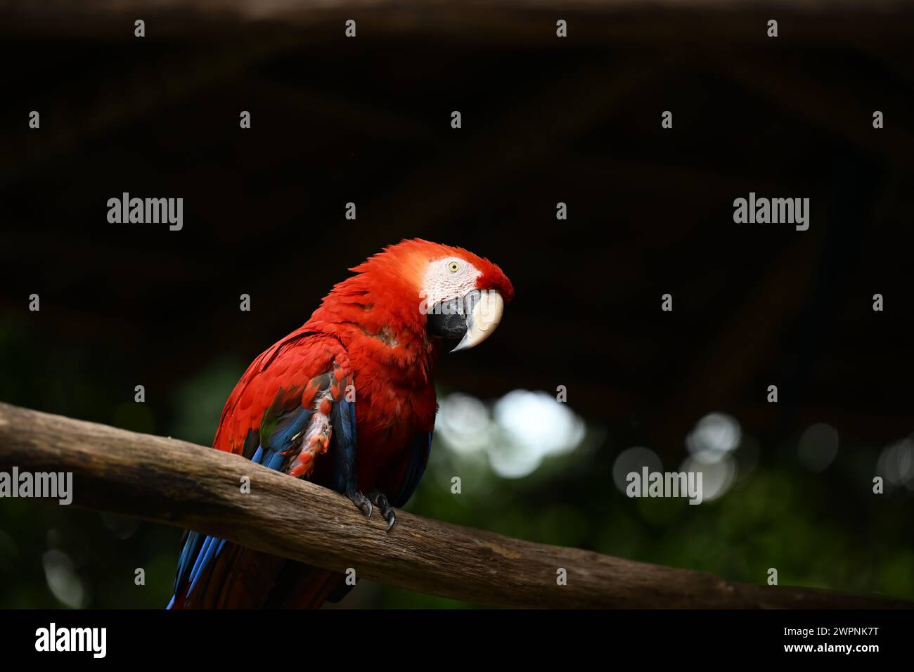 Roter Scharlach-Ara-Papagei auf einem Baum Stockfoto