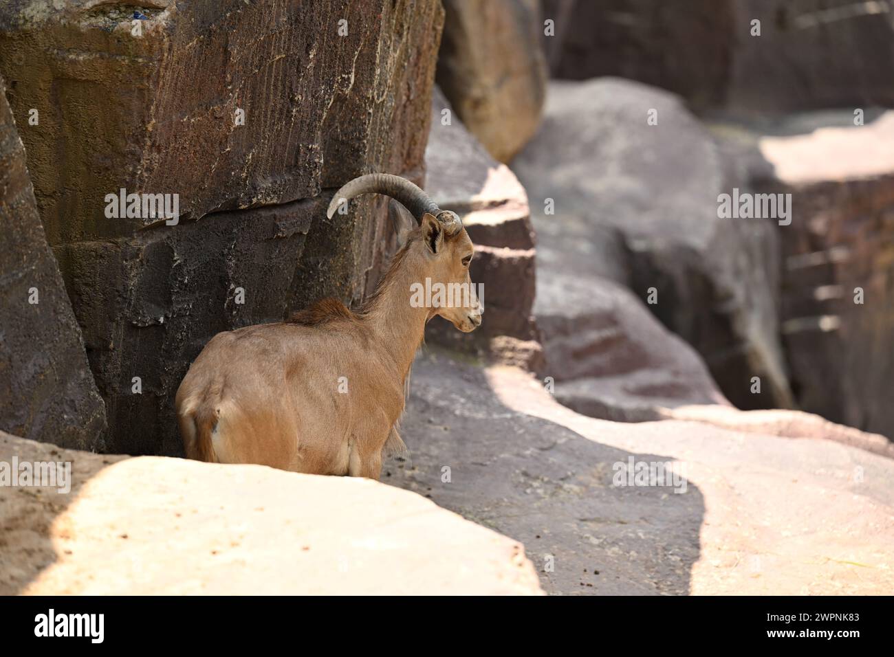 Erwachsene Ziege auf einem Felsen Stockfoto