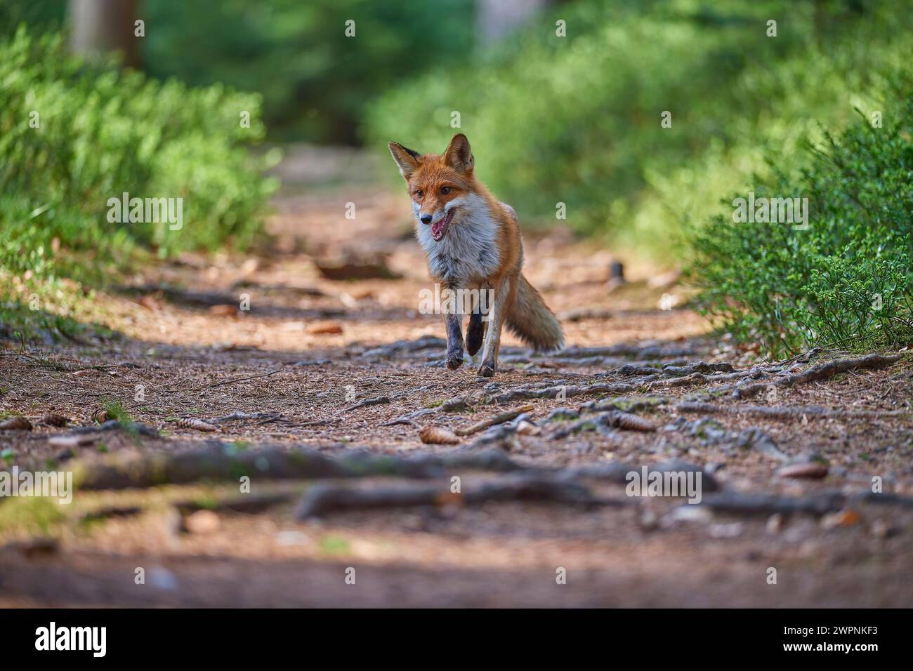 Rotfuchs (Vulpes vulpes), Wald, neugierig, sucht, rennt Stockfoto